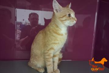 Tabby young male European Shorthair, shelter no. …4197