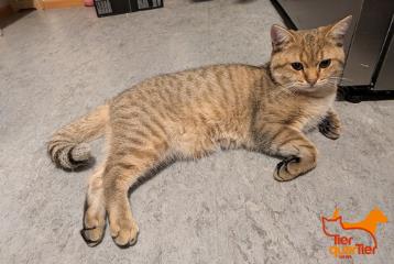Male European Shorthair, shelter no. …4200