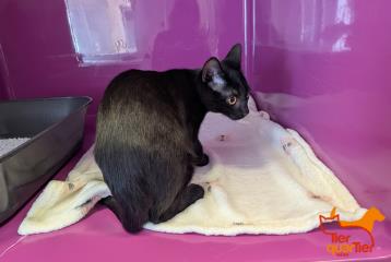 Black young male European Shorthair, shelter no. …4207