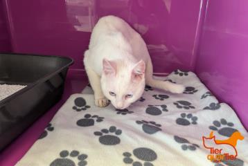 White adult male European Shorthair, shelter no. …4206