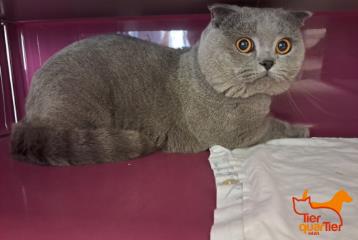 Gray adult male Scottish Fold, shelter no. …4211