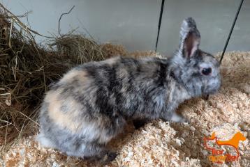 Adult female Rabbit, shelter no. …4219
