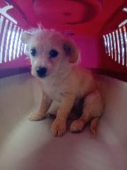 Young female mixed-breed dog, shelter no. …4260