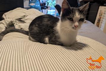 Gray tabby female European Shorthair, shelter no. …4266