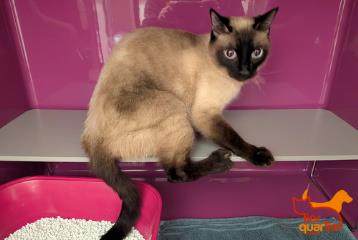 White adult male Siam, shelter no. …4267