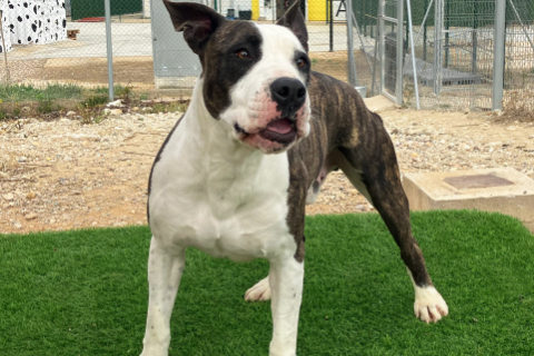 Santo / Rikinillo, Adult · Male · Large · Mixed breed