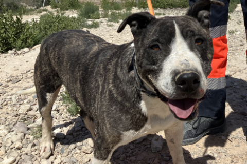Tick، مُسن · ذكر · كبير · American Staffordshire Terrier