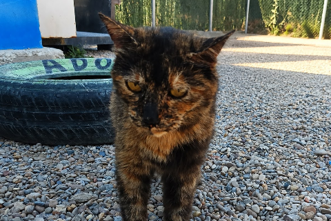 Panacota、成犬・成猫 · メス · 小型 · ヨーロピアンショートヘア