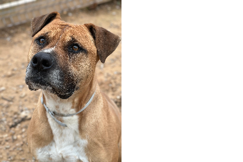 Gordo、成犬・成猫 · オス · 中型 · アメリカン・スタッフォードシャー・テリア