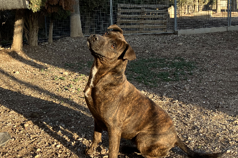 Mapi، بالغ · أنثى · متوسط · American Staffordshire Terrier