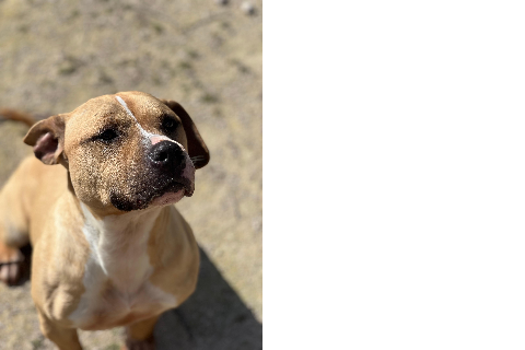 Nerea، بالغ · أنثى · متوسط · American Staffordshire Terrier