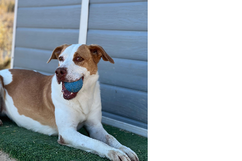 Chirla, Adult · Female · Medium · Mixed breed