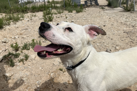 Lino, Adult · Male · Large · Mixed breed