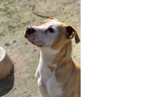 Milta، بالغ · أنثى · متوسط · American Staffordshire Terrier