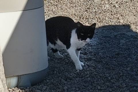 Sardinilla, Adulto · Hembra · Pequeño · gato europeo