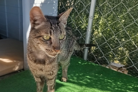Tempranillo、成犬・成猫 · オス · 小型 · ヨーロピアンショートヘア