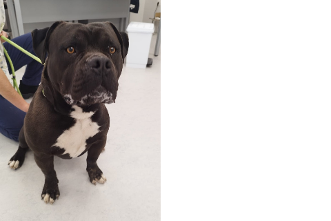 Txinin، بالغ · ذكر · كبير · American Staffordshire Terrier