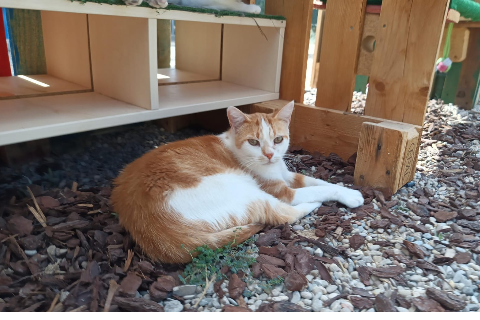 Tiburcio, Adulto · Macho · gato europeo