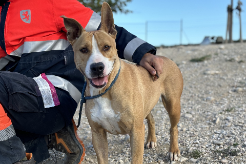 Luna, Adult · Female · American Pit Bull Terrier