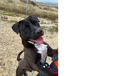 Aemond, Adult · Male · Mixed breed
