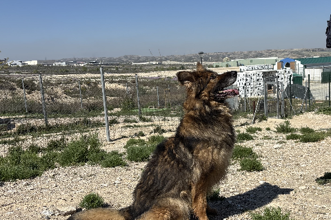 Richard, Senior · Male · Large · Mixed breed