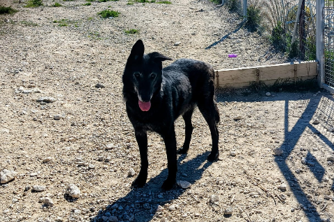 Rex، بالغ · ذكر · كبير · Belgian Shepherd