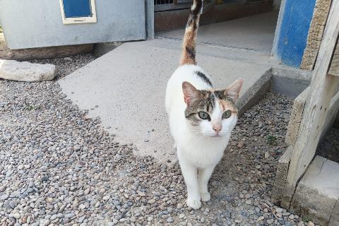 Tika Masala、成犬・成猫 · メス · ヨーロピアンショートヘア