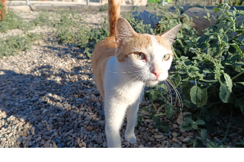 Jaquetona、成犬・成猫 · メス · ヨーロピアンショートヘア