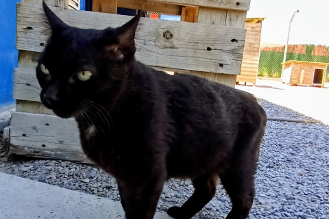 Pisco、成犬・成猫 · オス · 小型 · ヨーロピアンショートヘア