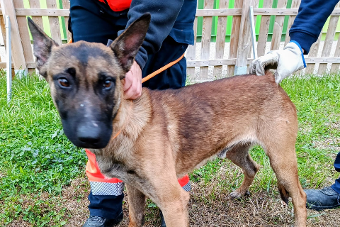 Fede Loki، صغير · ذكر · Belgian Shepherd