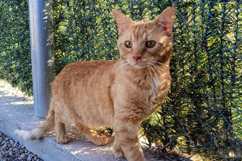 Giste、成犬・成猫 · オス · ヨーロピアンショートヘア