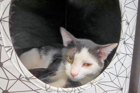 Almogavar、成犬・成猫 · オス · ヨーロピアンショートヘア