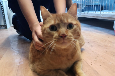 Simba、成犬・成猫 · オス · ヨーロピアンショートヘア