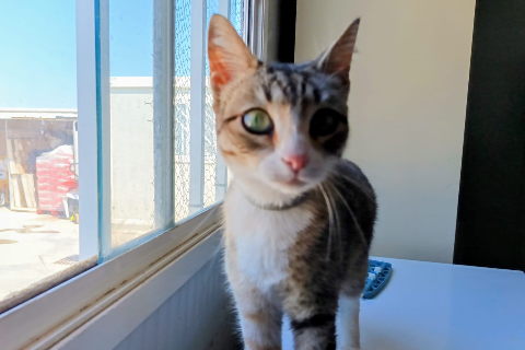 Velleda、成犬・成猫 · メス · ヨーロピアンショートヘア