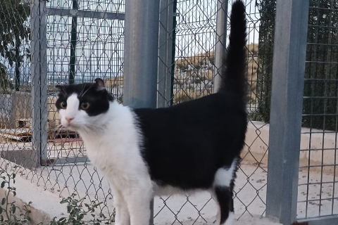 Sócrates, Adulto · Macho · gato europeo