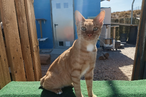 Mojo Picón, Adulto · Macho · gato europeo