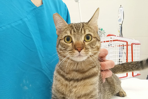 Mistral, Adulto · Macho · gato europeo