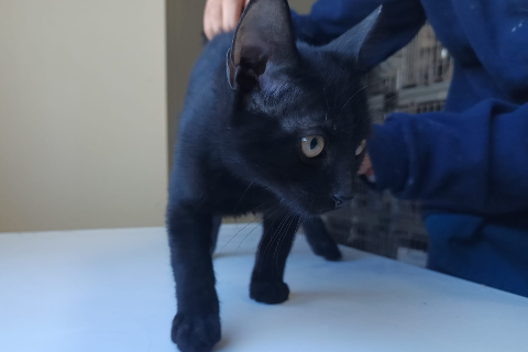 Josefino, Cachorro · Macho · gato europeo