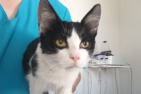 Cat Clooney, Cachorro · Macho · gato europeo