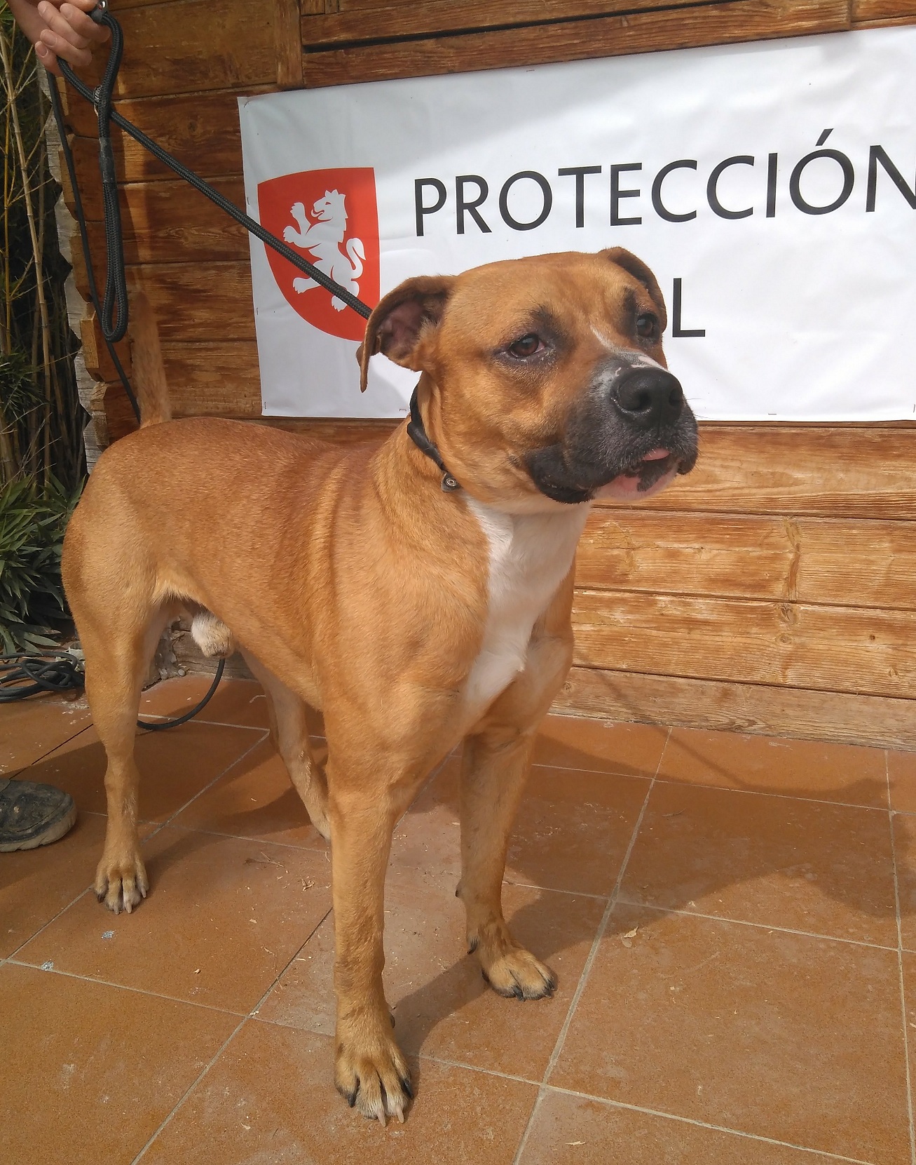 Luki، مُسن · ذكر · متوسط · American Staffordshire Terrier