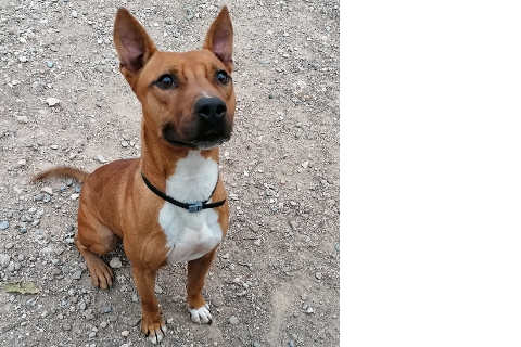 Chulo، مُسن · ذكر · كبير · American Staffordshire Terrier