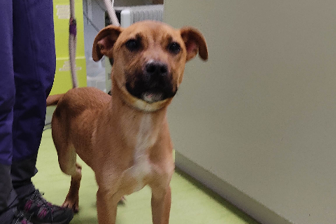 Fabio، بالغ · ذكر · متوسط · American Staffordshire Terrier