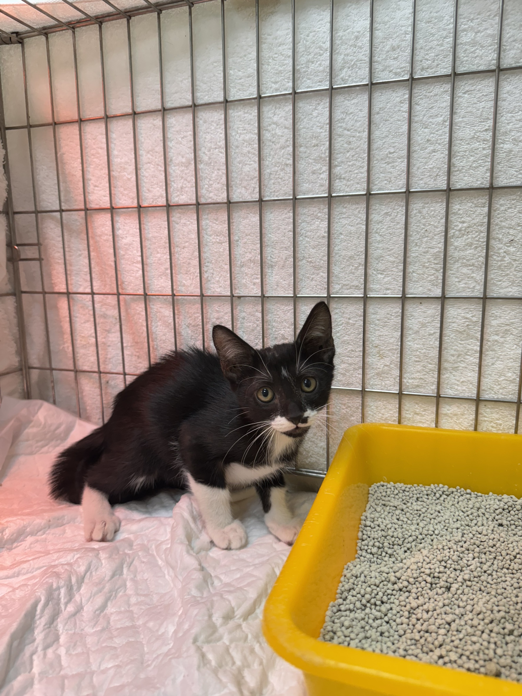 Pusang halo ang lahi (Lalaki, Bata, itim at puti), Maliit, blg. ng shelter …3001. Ang buong hayop.