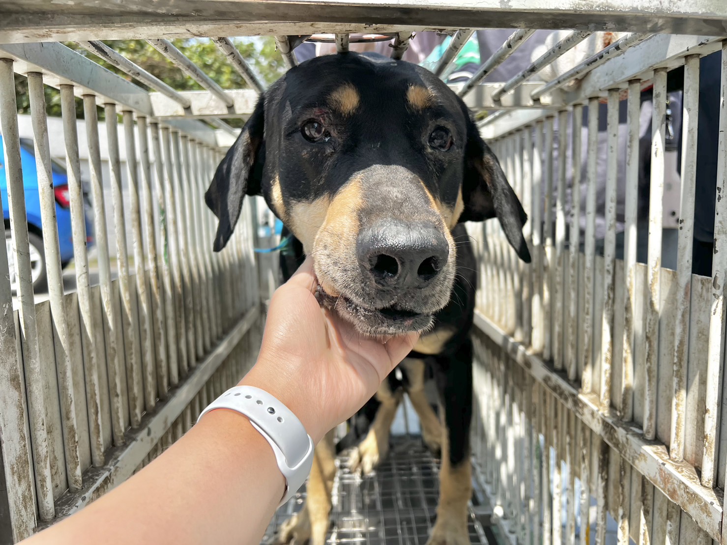 Perro mestizo macho adulto (negro y canela), Grande, refugio n.º …9011
