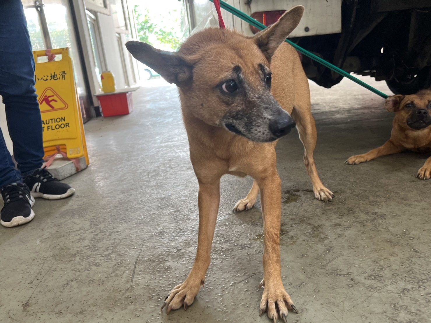 ミックス犬（メス・成犬・茶）、中型, 施設番号 …6012