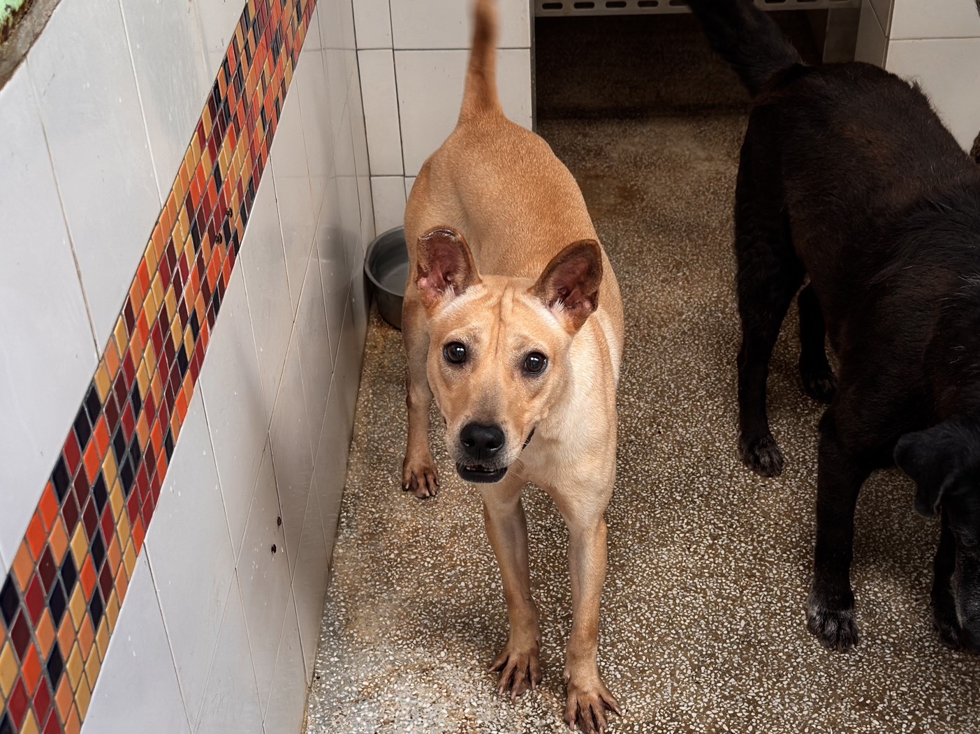 Chienne croisée femelle adulte (fauve), Moyen, refuge n° …24B1