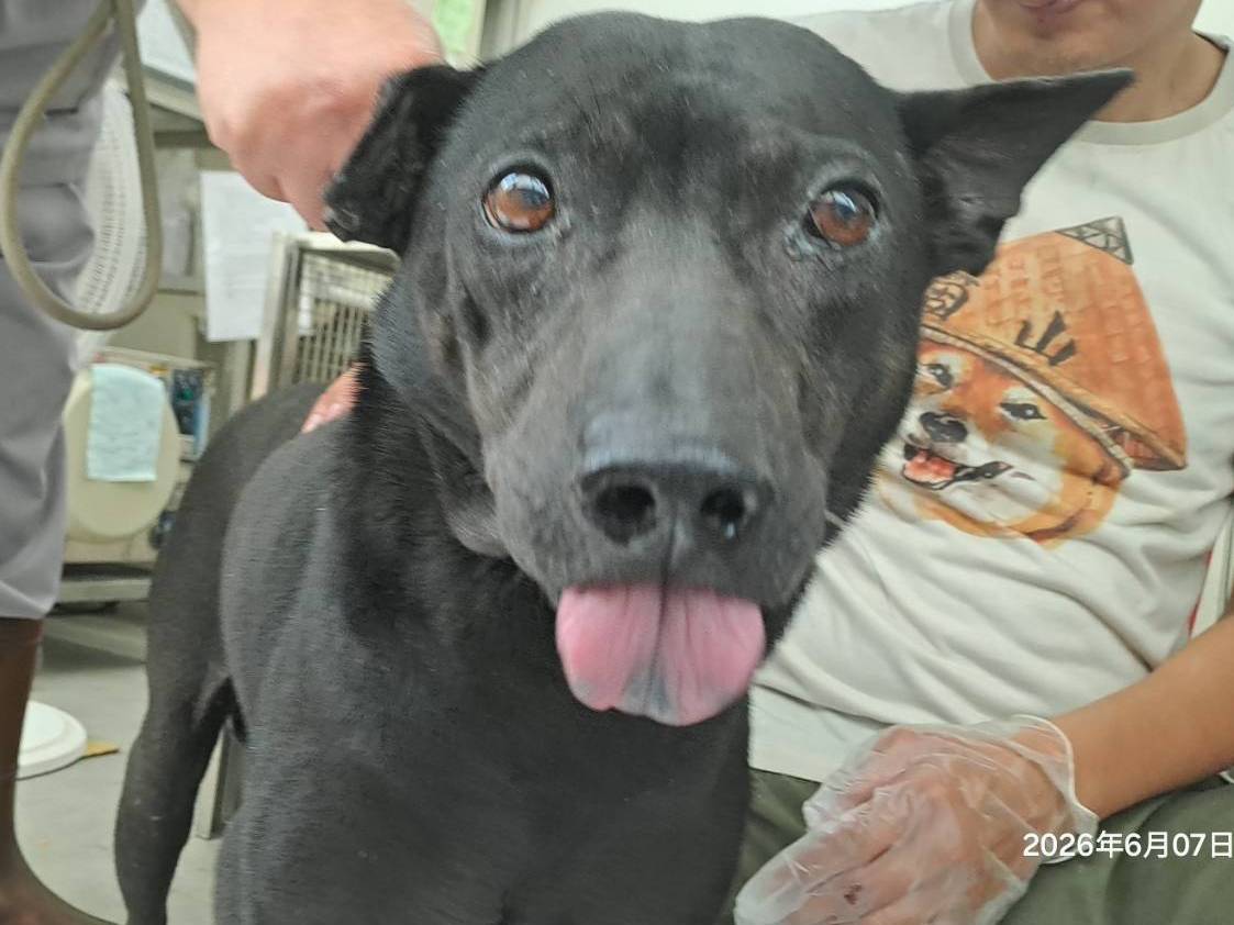 Black adult male mixed-breed dog, Medium, shelter no. …0702