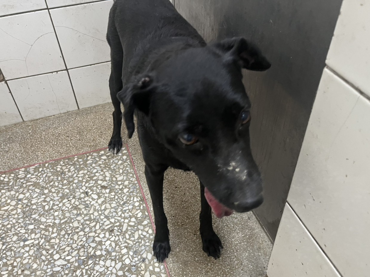 Black adult female mixed-breed dog, Large, shelter no. …0A25