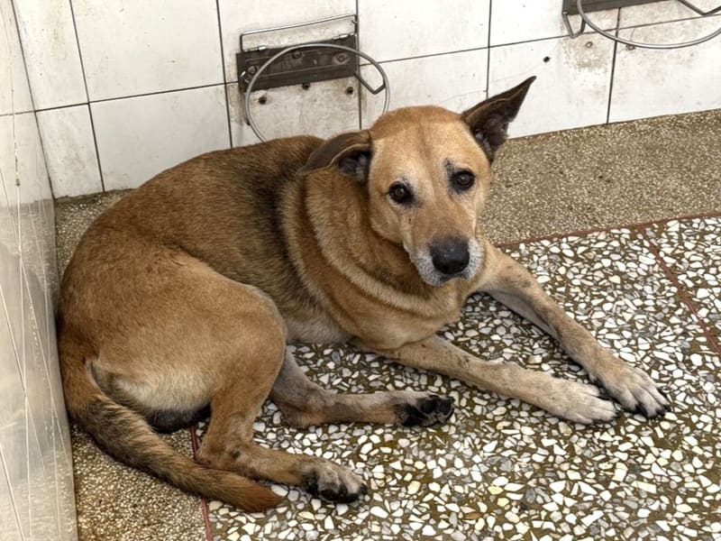 Tan adult male mixed-breed dog, Large, shelter no. …1A24