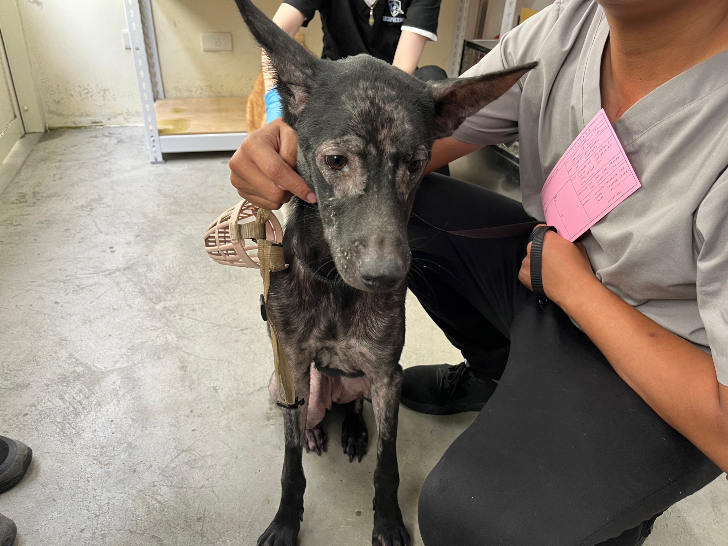 Black adult female mixed-breed dog, Medium, shelter no. …3115